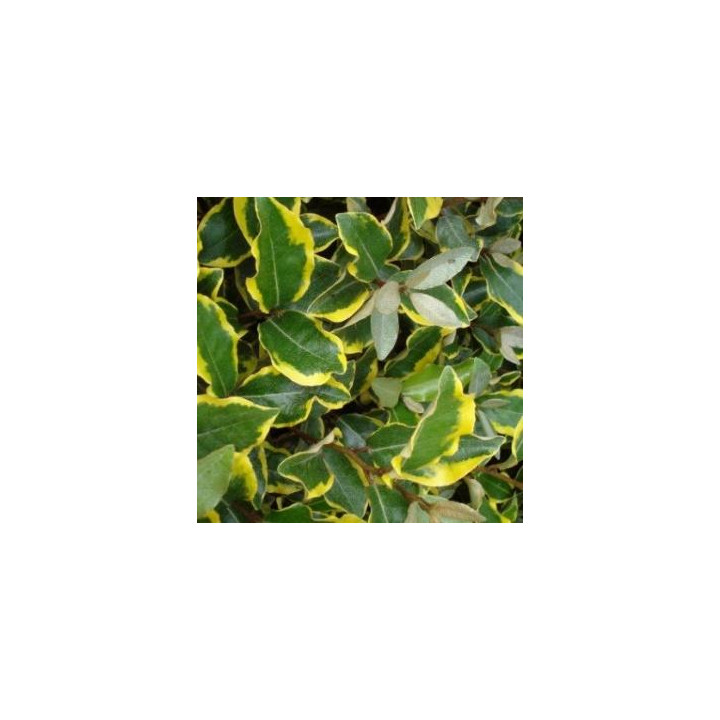 Eleagnus