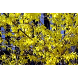Forsythia jaune