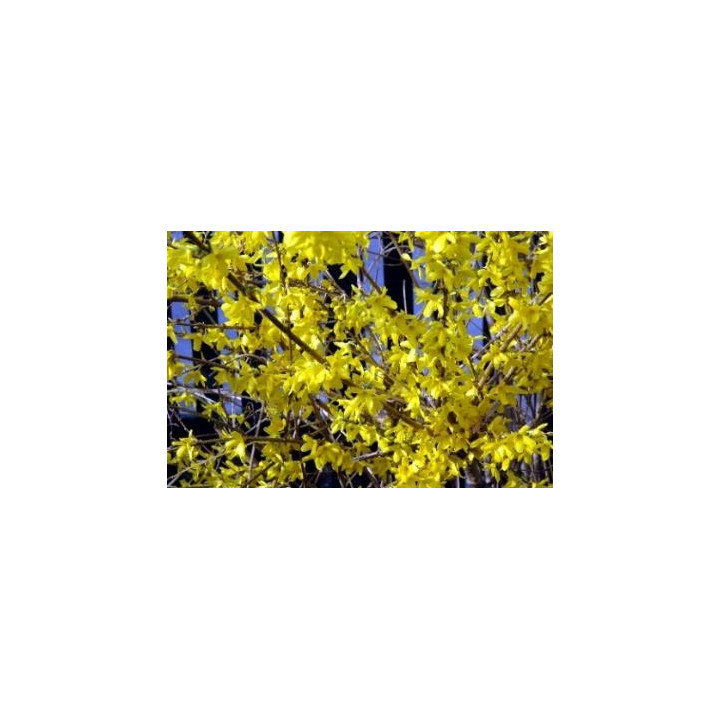 Forsythia jaune