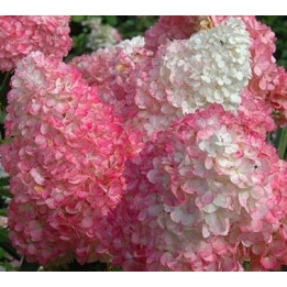 Hydrangea Vanille Fraise