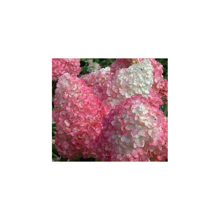 Hydrangea Vanille Fraise