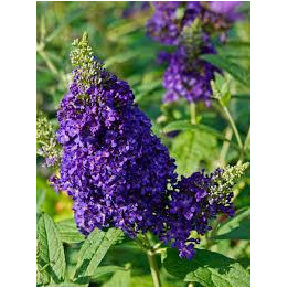 Buddleia - Violet