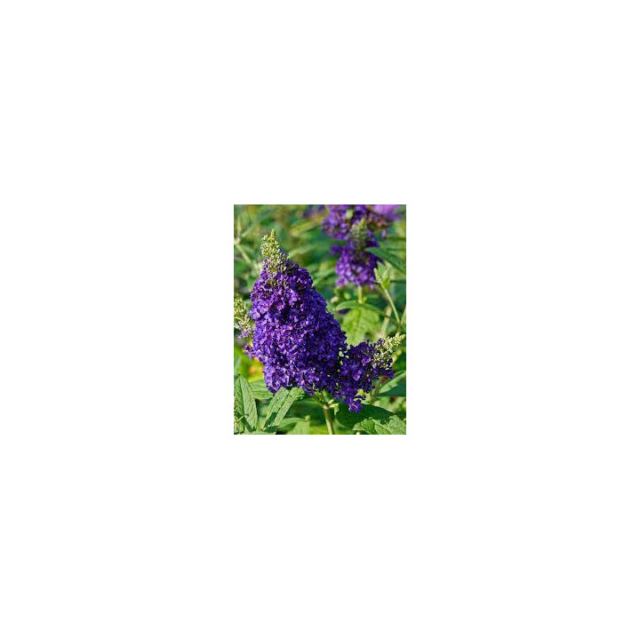 Buddleia - Violet