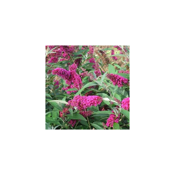 Buddleia - Pourpre