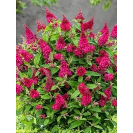 Buddleia Little Ruby