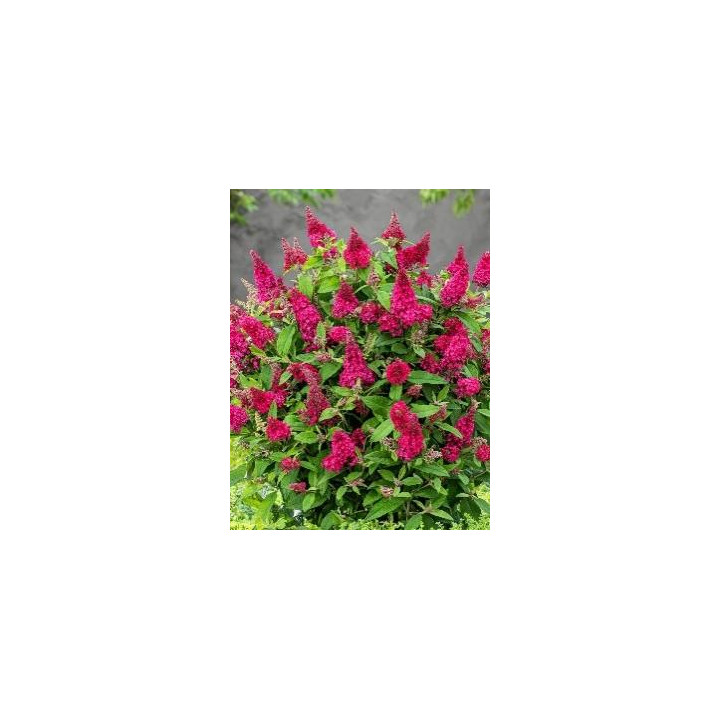 Buddleia Little Ruby