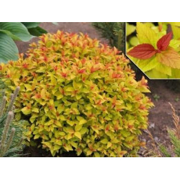 Spirea Magic Carpet