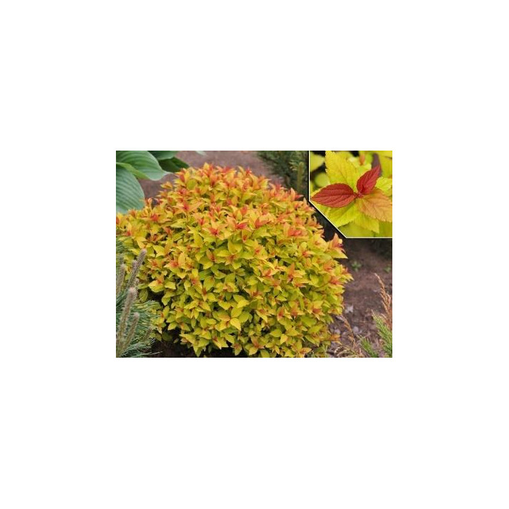 Spirea Magic Carpet