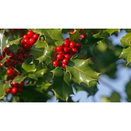 Ilex (Houx)