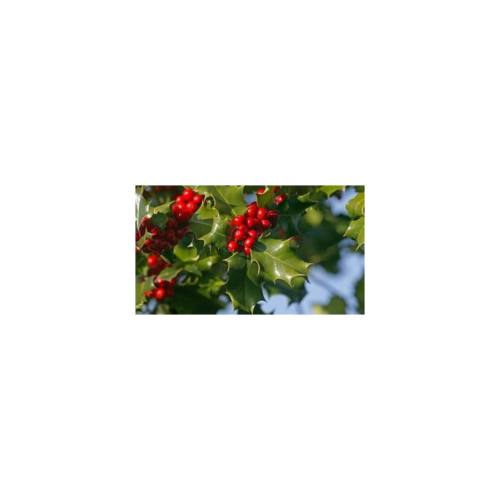 Ilex (Houx)