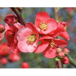 Cognassier du Japon (Chaenomeles)