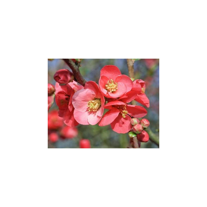 Cognassier du Japon (Chaenomeles)