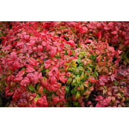 Nandina (Bambou sacré)