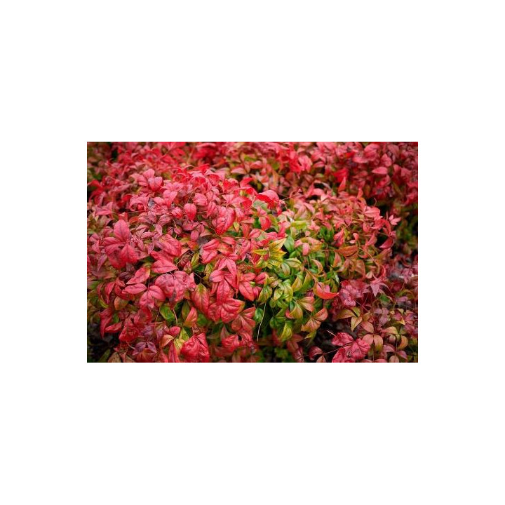 Nandina (Bambou sacré)