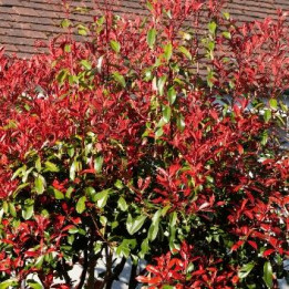 Photinia Red Robin