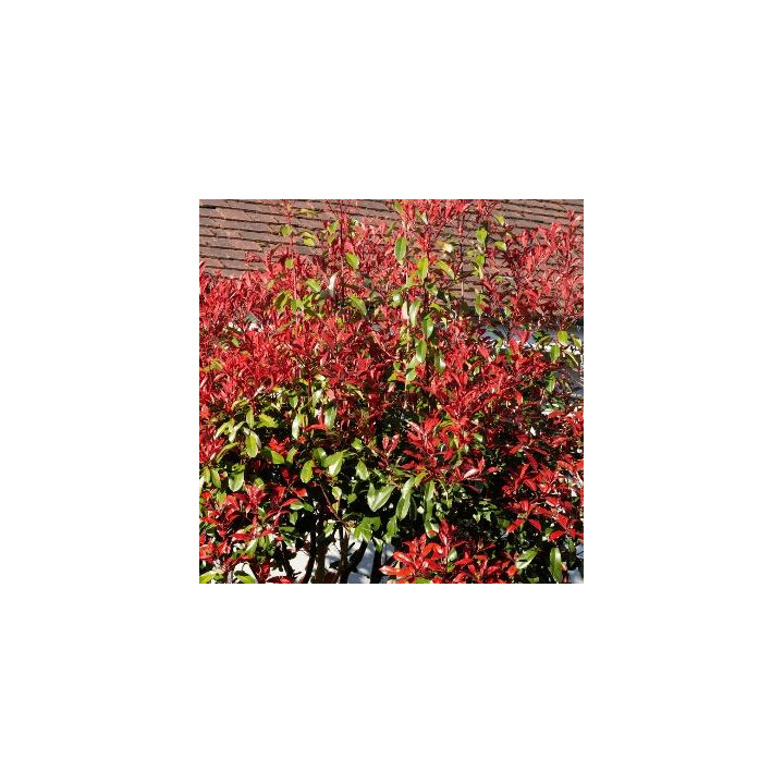 Photinia Red Robin