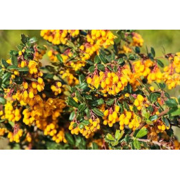 Berberis