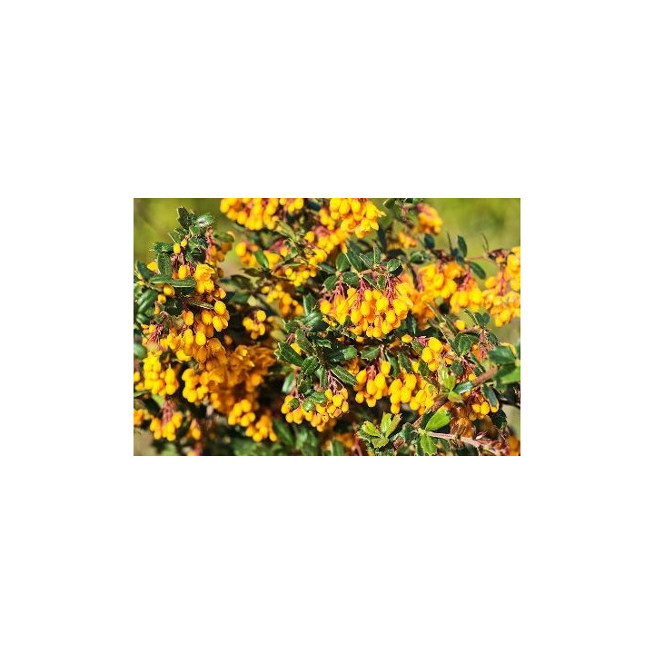 Berberis
