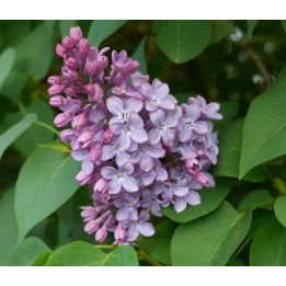 Lilas syringa bleu