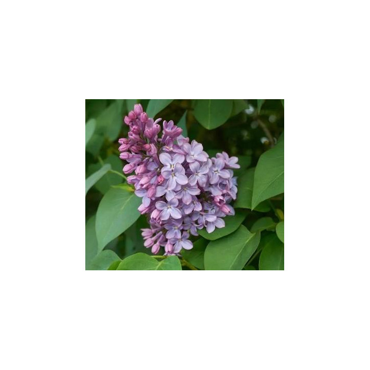 Lilas syringa bleu