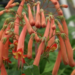 Phygelius - Orange