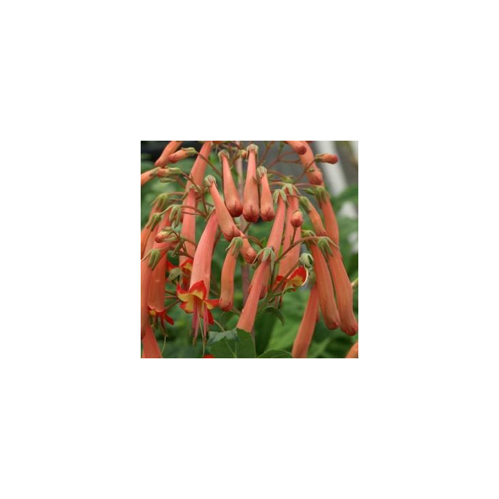 Phygelius - Orange