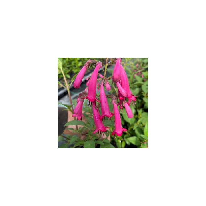 Phygelius - Rose