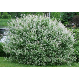 Saule crevette (Salix Hakuro)