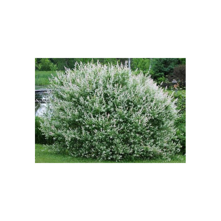 Saule crevette (Salix Hakuro)