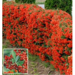 Pyracantha rouge