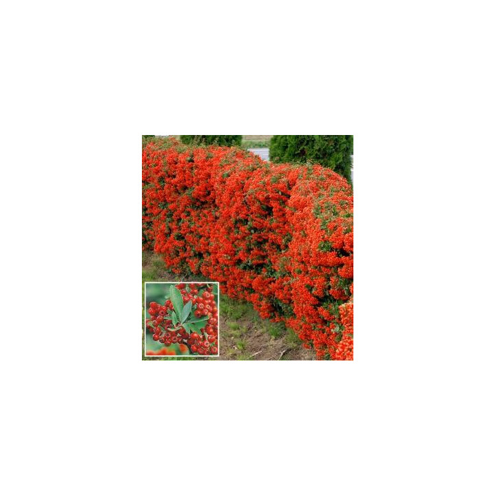 Pyracantha rouge