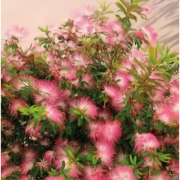 Calliandra rose
