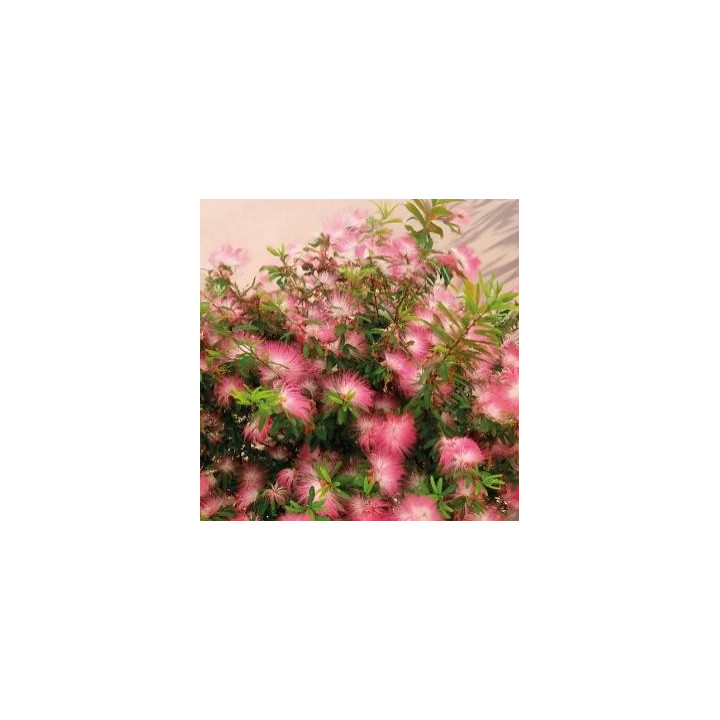 Calliandra rose