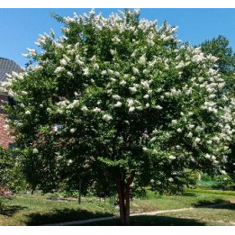Lagerstroemia (Lilas des Indes) rose vif