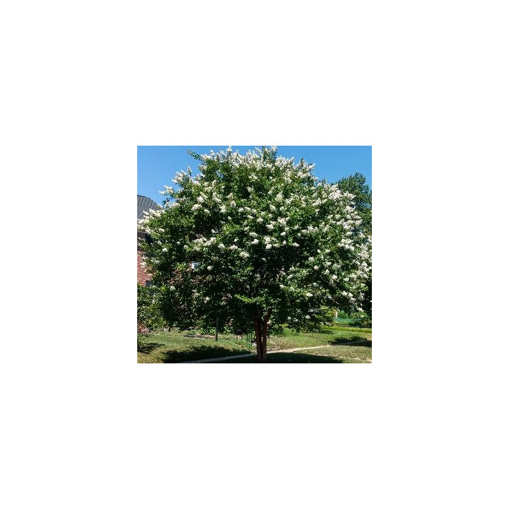 Lagerstroemia (Lilas des Indes) rose vif