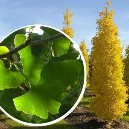 Gingko Biloba