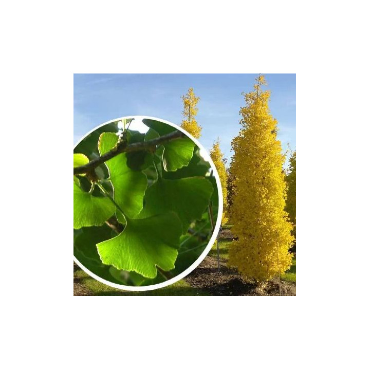 Gingko Biloba
