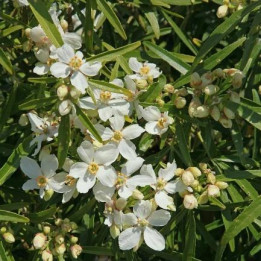 Choisya (Oranger du Mexique)