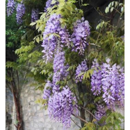 Glycine - Bleu