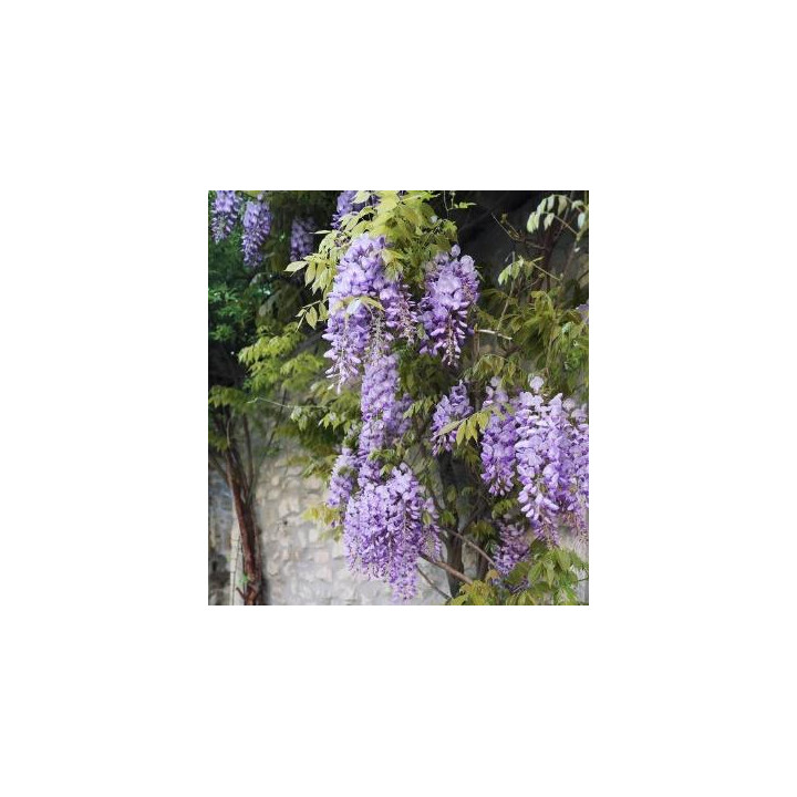 Glycine - Bleu