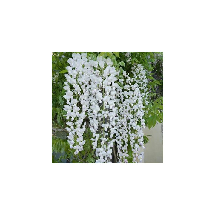 Glycine - Blanche