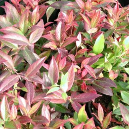 Leucothoe
