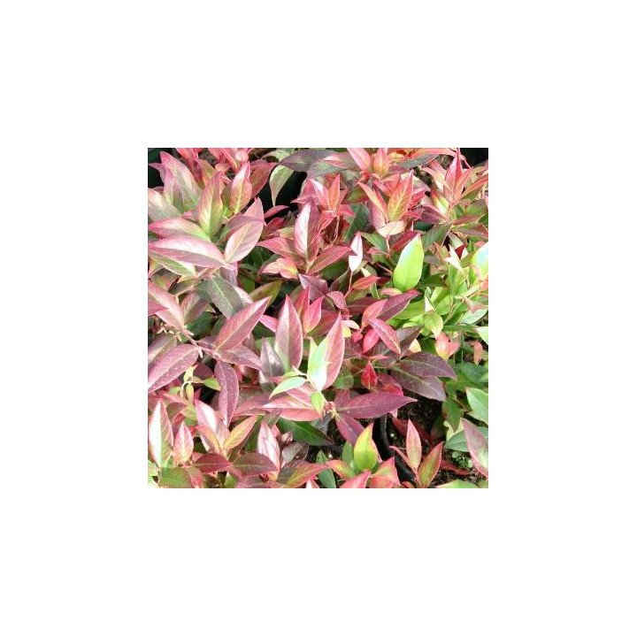 Leucothoe