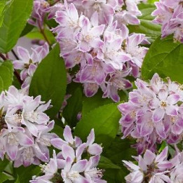 Deutzia Raspberry Sundae
