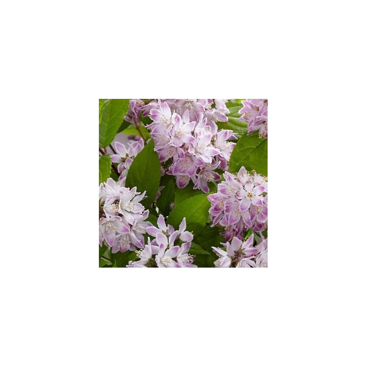 Deutzia Raspberry Sundae