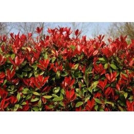 Photinia Little Red Robin