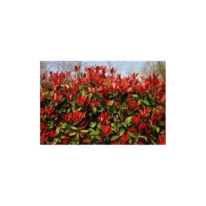 Photinia Little Red Robin