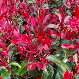Photinia Carré Rouge