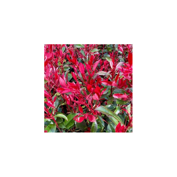 Photinia Carré Rouge