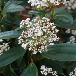 Viburnum davidii (Viorne de David)